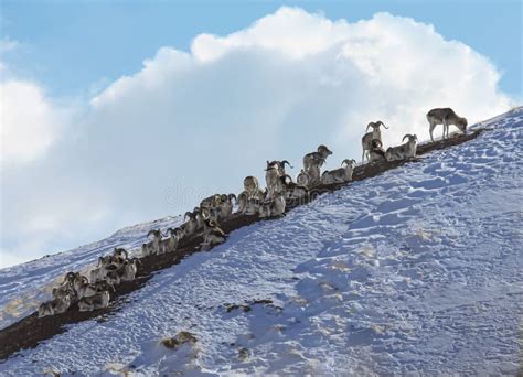 Discover Wildlife: Exploring the Fascinating Creatures of Snow-Covered Slopes