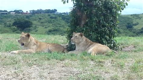 Discover a Thrilling Encounter: Lions in the Water