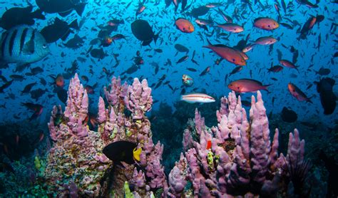 Discover the Abundance of Marine Life in Vast Oceanic Ecosystems