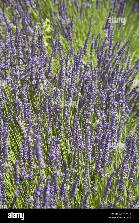 Discover the Art of Nurturing and Cultivating Lavender Blossoms