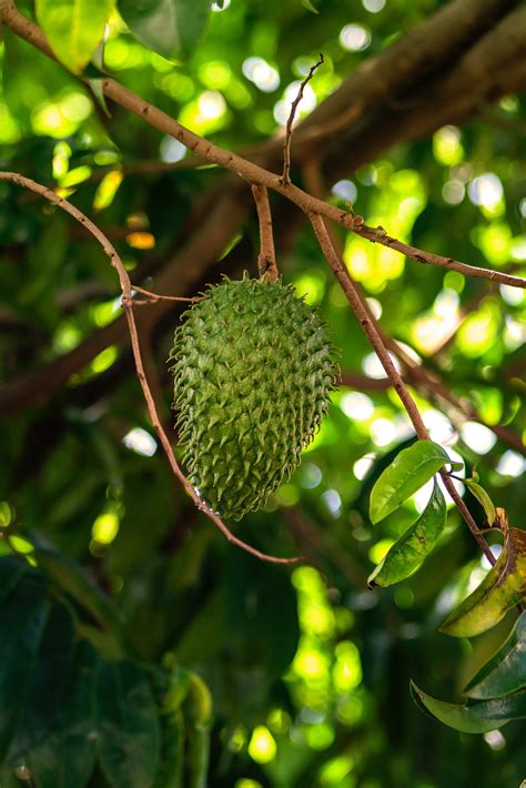 Discover the Benefits of Incorporating Soursop into Your Diet