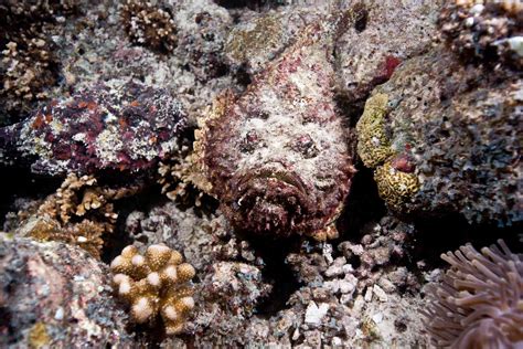 Discover the Breathtaking Mastery of Marine Fish Camouflage