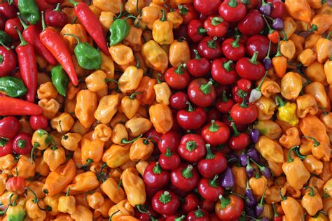 Discover the Distinctive Flavors of Various Pepper Varieties