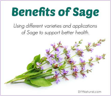 Discover the Diverse Varieties and Versatile Applications of Sage