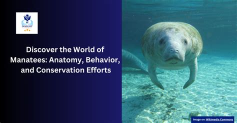 Discover the Efforts to Safeguard the Preservation of Manatees