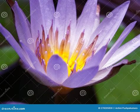 Discover the Enchanting Realm of Water Lily Blossoms