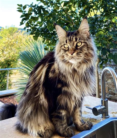 Discover the Enchanting Realm of the Majestic Felines