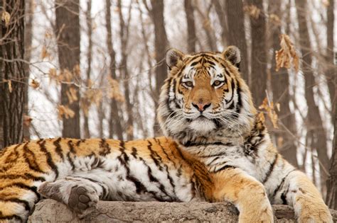 Discover the Enchanting Wilderness of Siberian Tigers