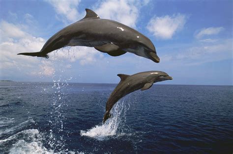 Discover the Enchanting World and Behaviors of Petite Dolphins