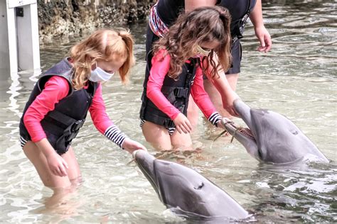 Discover the Enchantment of Dolphin Interaction