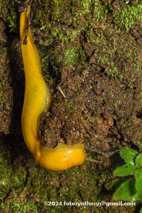 Discover the Enigmatic Realm of Slugs