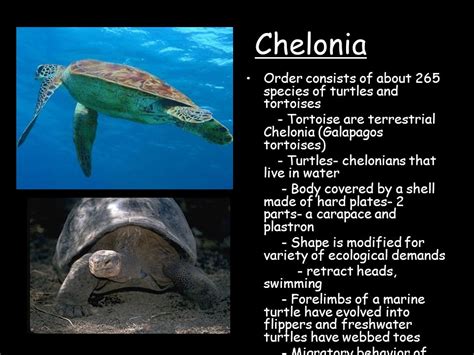 Discover the Environmental Habits and Preferences of Aquatic Chelonians