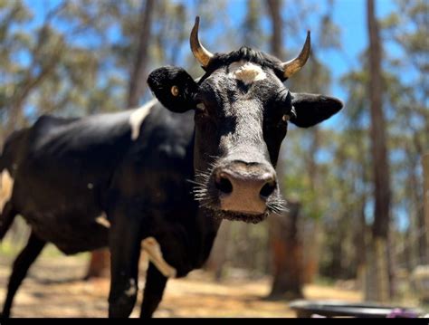 Discover the Essential Care Tips for Your Beloved Bovine Companion