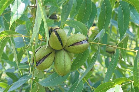 Discover the Essentials: Pecan Tree Varieties and Their Characteristics