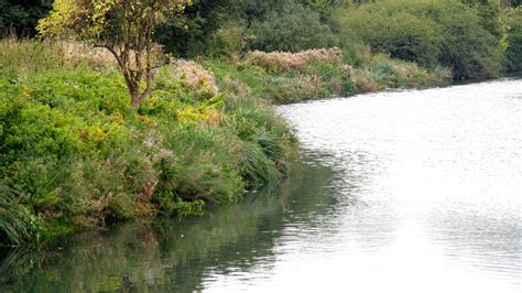 Discover the Fascinating Ecosystems Thriving Along the Riverbanks