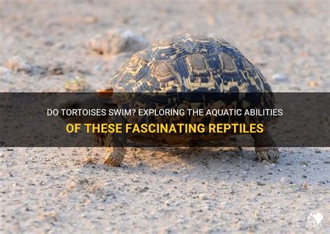 Discover the Fascinating Traits of Aquatic Tortoises