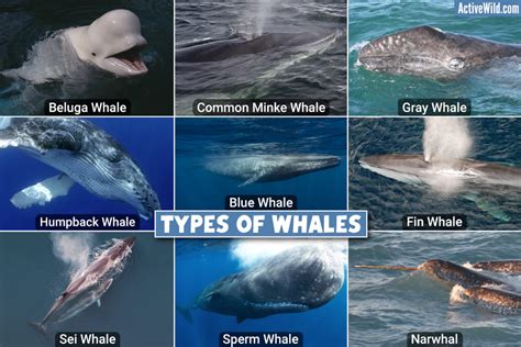 Discover the Fascinating World of Different Whale Species