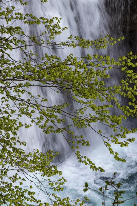 Discover the Healing Power: Immerse in the Tranquility of a Pristine Water Flow