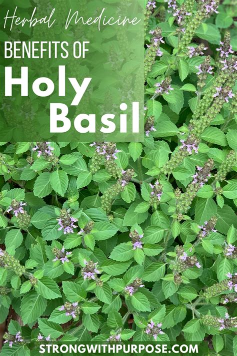 Discover the Healing Properties of Holy Basil: A Natural Remedy for Common Ailments