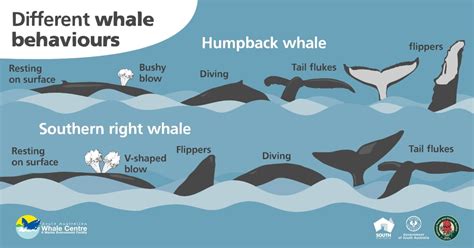 Discover the Intriguing Behavioral Patterns of Diverse Whale Species