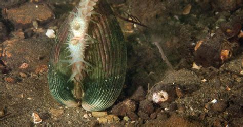 Discover the Intriguing Feeding Mechanisms of Enormous Clams