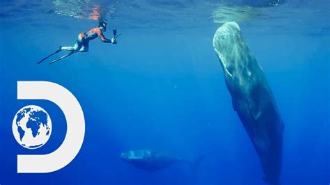 Discover the Majestic World: Swimmers and the Serene Giants