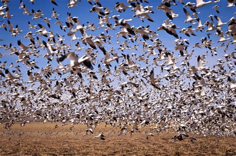 Discover the Marvels of Bird Migration and Navigation