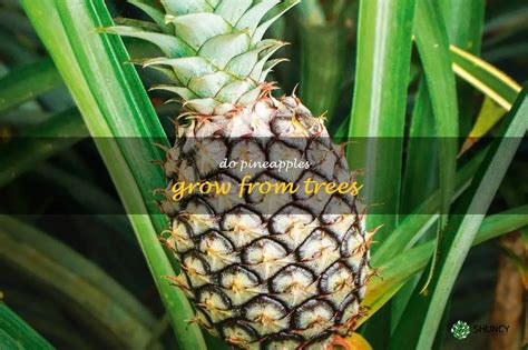 Discover the Origins of Pineapple