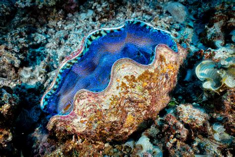 Discover the Remarkable Sizes of Giant Clams