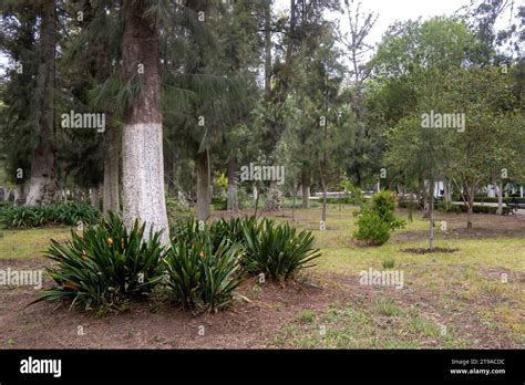 Discover the Serene Oasis of Nature and Unwind in Alameda Park