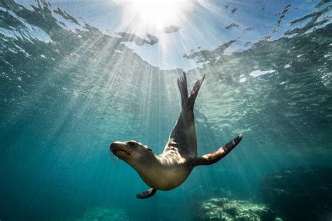 Discover the Thrill: Interacting with Intelligent Marine Creatures