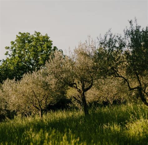 Discover the Time-Honored Craft of Olive Harvesting