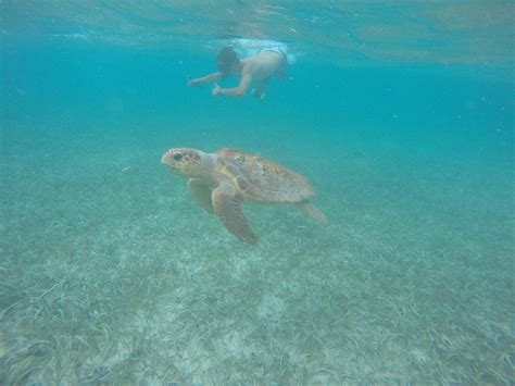 Discover the Tranquility and Wonder of Snorkeling