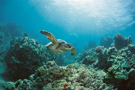 Discover the Wealth of Marine Life in Pristine Aquatic Environments