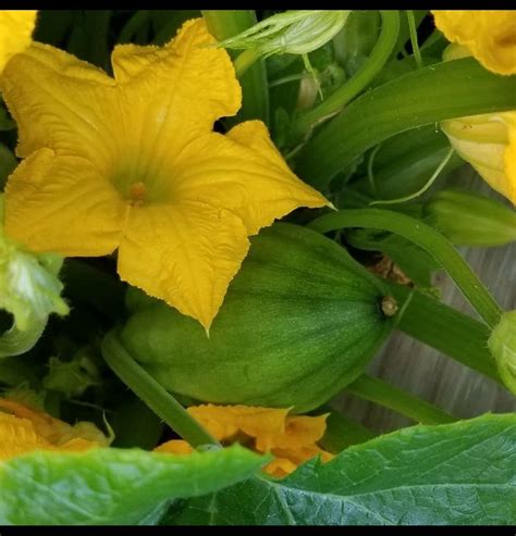 Discover the captivating realm of squash blossoms