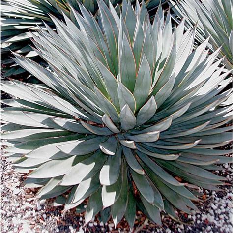 Discovering Agave's Age, Height, and Figure Measurements