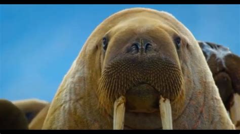 Discovering Alternative Ways to Witness the Majestic Wonders of the Arctic Giants