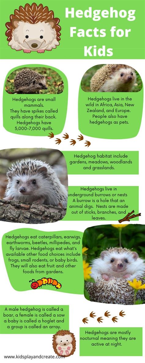 Discovering Interesting Information about Ocean Hedgehogs