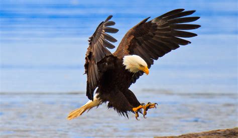 Discovering Personal Growth Through the Symbolic Act of Rescuing a Majestic Bird