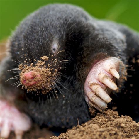 Discovering Personal Insights and Unleashing Growth Through Mole Animal Dreams