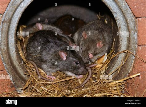 Discovering Positive Explanations for Rat Nest Dreams