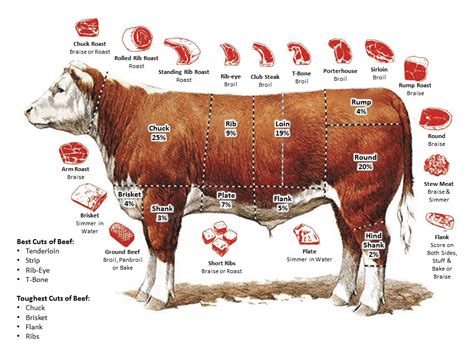 Discovering Various Meat Cuts: An Introductory Handbook