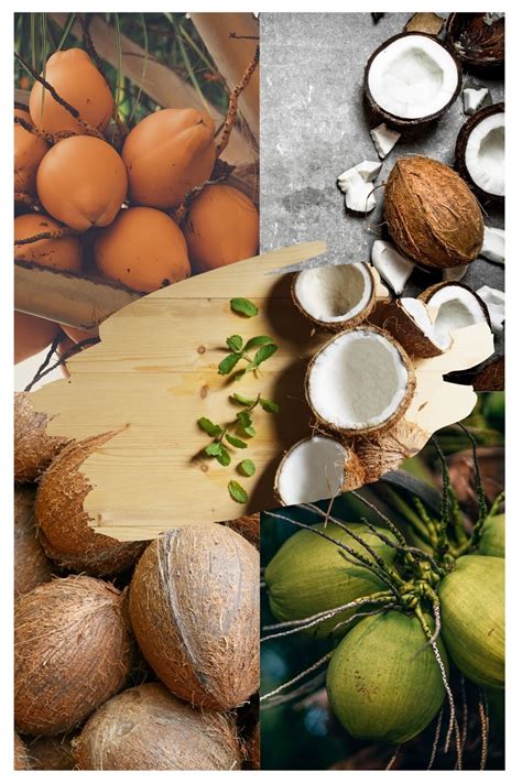 Discovering Various Varieties of Coconuts and Their Versatile Applications