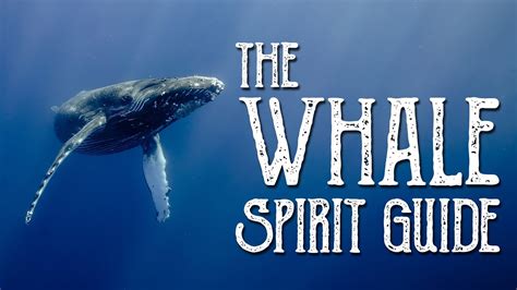 Discovering Whales as Spiritual Guides: Embarking on a Journey of Inner Wisdom