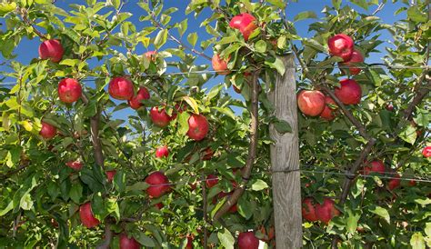 Discovering Your Apple Orchard: Uncovering Your Passion