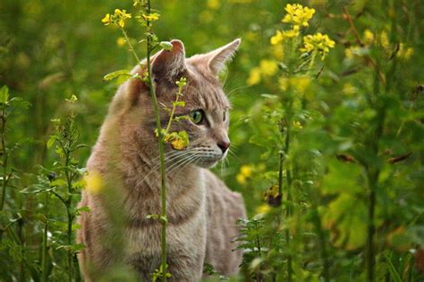 Discovering the Adventurous Nature of a Young Feline