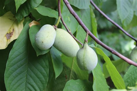 Discovering the Alluring World of the Pawpaw