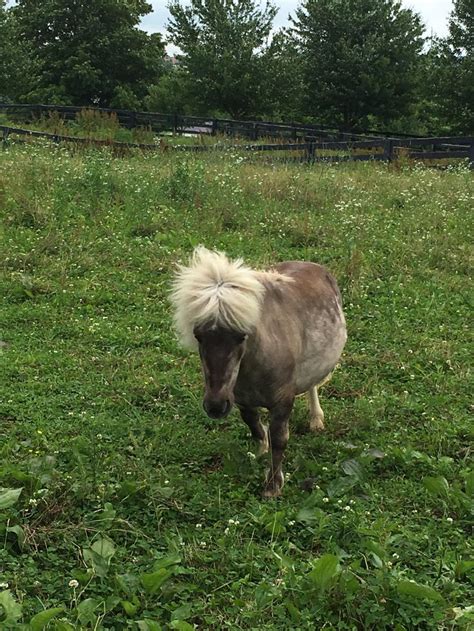 Discovering the Captivating History of Dwarf Equines