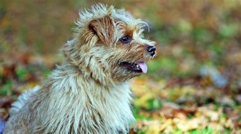 Discovering the Charming Characteristics of the Terrier Breed