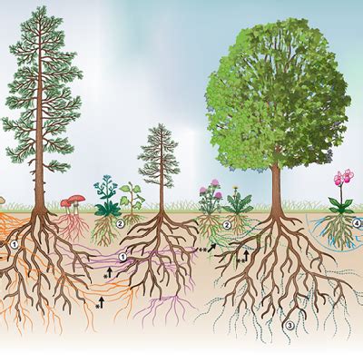 Discovering the Connection between Envisioning Plants and Individual Development